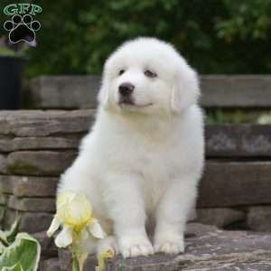 Silas, Great Pyrenees Puppy